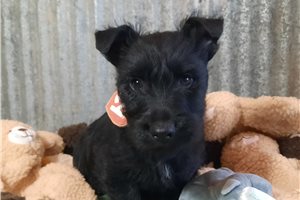 Teagan - Scottish Terrier for sale