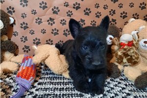 Bruce - Scottish Terrier for sale