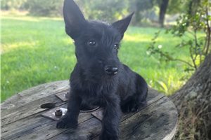 Georgia - Scottish Terrier for sale