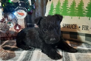 Thales - Scottish Terrier for sale