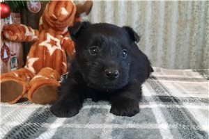 Roger - Scottish Terrier for sale