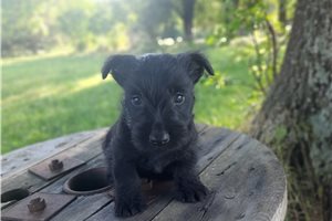 Gaston - Scottish Terrier for sale