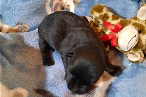 Sawyer - Scottish Terrier for sale