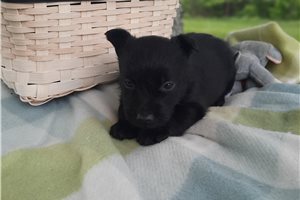 Grace - Scottish Terrier for sale