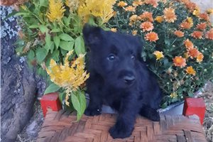 Karl - puppy for sale