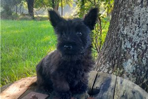 Miracle - Scottish Terrier for sale
