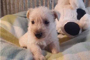 Karlita - Scottish Terrier for sale