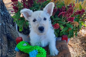 Kate, a Scottish Terrier puppy