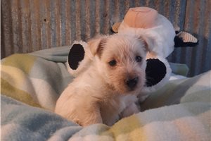 Kayla - puppy for sale