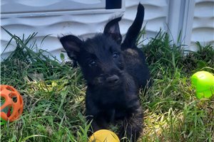 Georgia - Scottish Terrier for sale