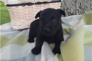 Glinda - Scottish Terrier for sale
