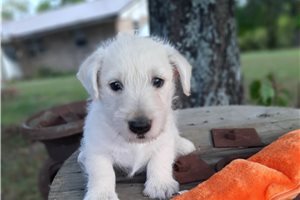 Anika - puppy for sale