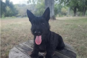 Gemma - Scottish Terrier for sale