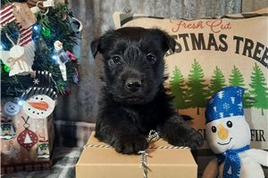 Tasha - Scottish Terrier for sale