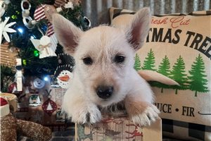 Reina - Scottish Terrier for sale