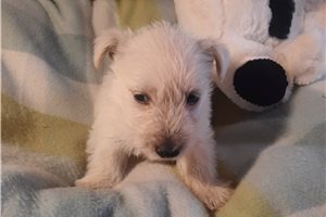 Karma - puppy for sale