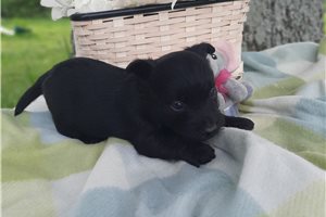 Pauly - Scottish Terrier for sale