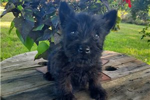 Percy - Scottish Terrier for sale