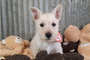 Blair - Scottish Terrier for sale