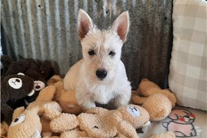 Rosa - Scottish Terrier for sale