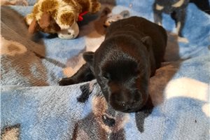 Bruce - puppy for sale