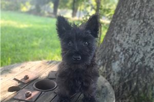 Percy - Scottish Terrier for sale