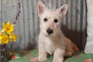 Alford - Scottish Terrier for sale