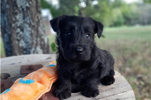Angie - puppy for sale
