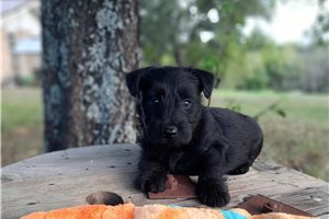 Art - puppy for sale