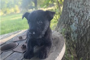 Grace - Scottish Terrier for sale