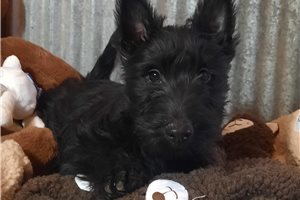 Sian - Scottish Terrier for sale