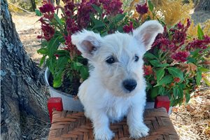 Karlita - Scottish Terrier for sale