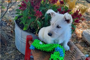 Kayla, a Scottish Terrier puppy