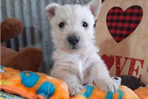 Agan - Scottish Terrier for sale