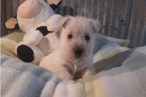 Kayleigh - puppy for sale