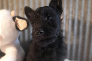 Dave - Scottish Terrier for sale