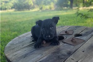 Grace - Scottish Terrier for sale
