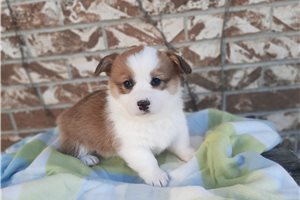 Delilah - Pembroke Welsh Corgi for sale