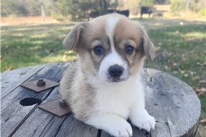 Marlin - Pembroke Welsh Corgi for sale