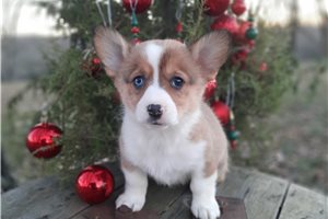Sonia - Corgi, Pembroke Welsh for sale