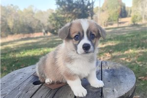Mario - Pembroke Welsh Corgi for sale