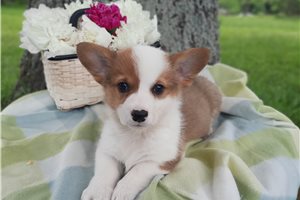 Elias - Corgi, Pembroke Welsh for sale