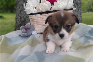 Ferris - puppy for sale
