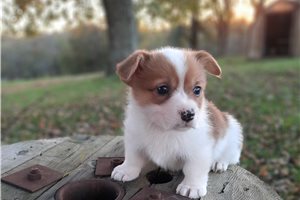 Mason - puppy for sale