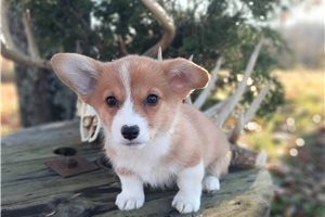 Meredith - Corgi, Pembroke Welsh for sale