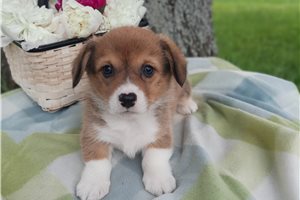 Emmie - puppy for sale
