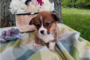 Flicka - puppy for sale