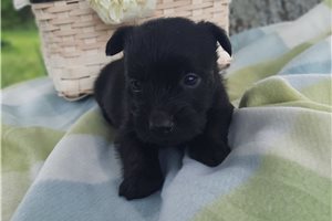 Gaston - Scottish Terrier for sale