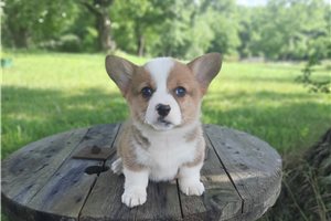 Fern - Corgi, Pembroke Welsh for sale