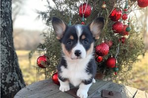 Stuart - Corgi, Pembroke Welsh for sale